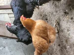 De vânzare găini  și  curci - imagine 3