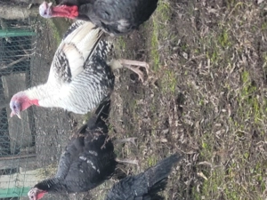 De vânzare găini  și  curci - imagine 5