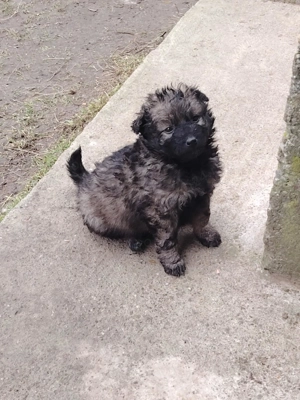 Vând căței de întors