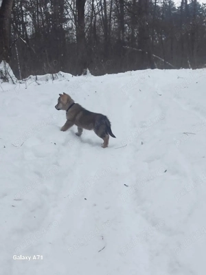 Pui de Lup Cehoslovac - imagine 3