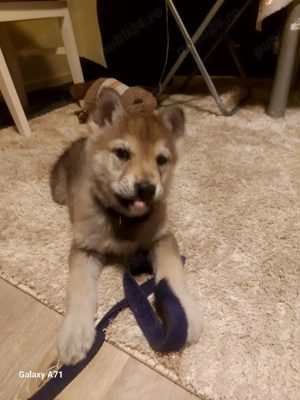 Pui de Lup Cehoslovac - imagine 4