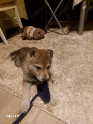 Pui de Lup Cehoslovac - imagine 5