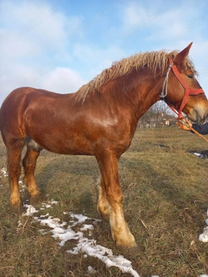 vand manz  - imagine 2