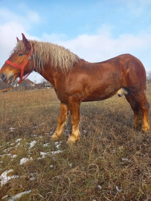 vand manz  - imagine 4