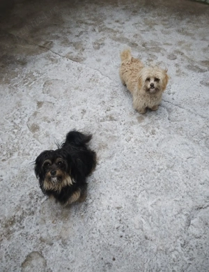 Bișon havanez - imagine 4