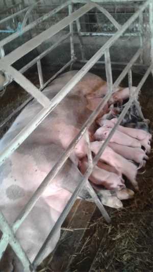 vand custi fatare - imagine 2