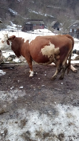 vand vacă bălțată românească  - imagine 3