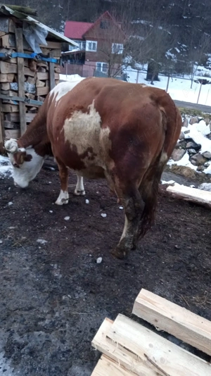 vand vacă bălțată românească  - imagine 2