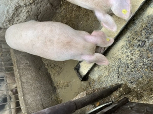 Vând o scrofiță - imagine 2