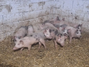 disponibil 30 soldei rasa marle alb - imagine 2