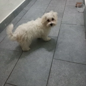 De vânzare bison maltez 1fetită  - imagine 4