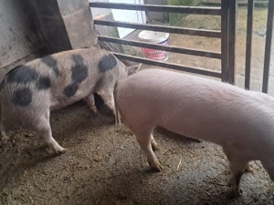 Scrofite pentru reproductie  - imagine 2