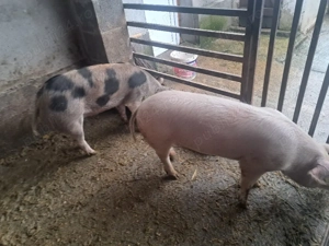 Scrofite pentru reproductie 