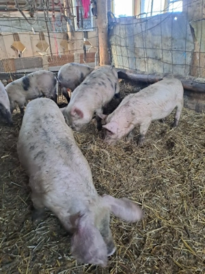 vand  7 grasuni  - imagine 2