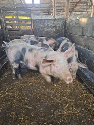 vand  7 grasuni  - imagine 3