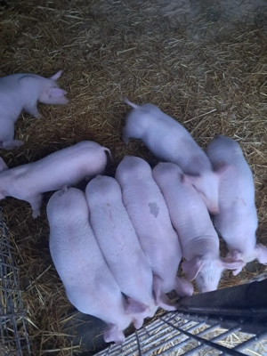 Purcei landrace de vinzare - imagine 2