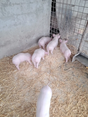 Purcei de vînzare .