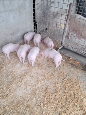 Purcei landrace de vinzare - imagine 3