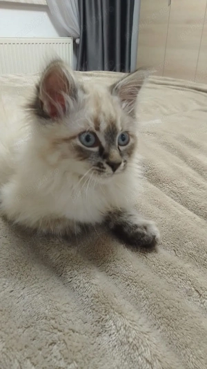 Miss Lili (Seal Point sau Lynx Point Ragdoll) isi cauta perechea