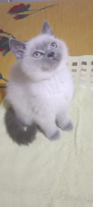 British Shorthair bluepoint!!!