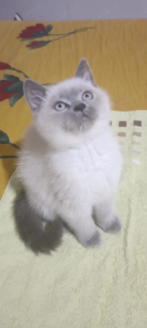 British Shorthair bluepoint!!!