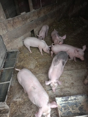 Purcelasi de 6 saptamani - imagine 2