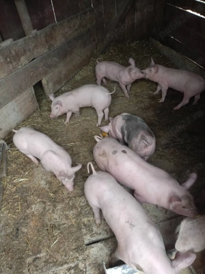 Purcelasi de 6 saptamani - imagine 3