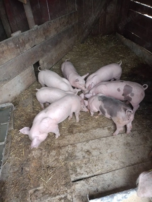 Purcelasi de 6 saptamani