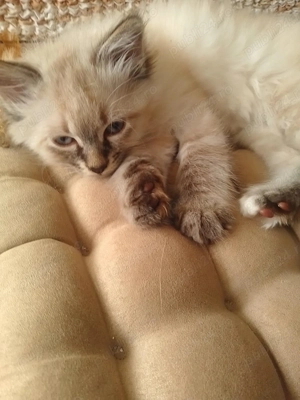 Miss Lili (Seal Point sau Lynx Point Ragdoll) isi cauta perechea - imagine 3