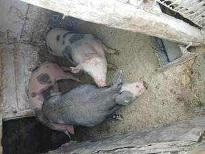 Porci  pietrean de vanzare