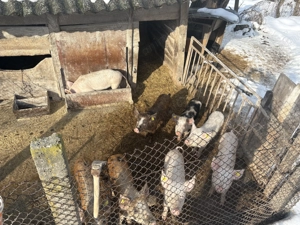 Purcei între 35-45 kg - imagine 3