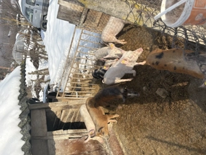 Purcei între 35-45 kg - imagine 4