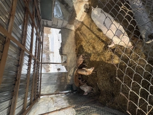 Vând porci de peste 50kg