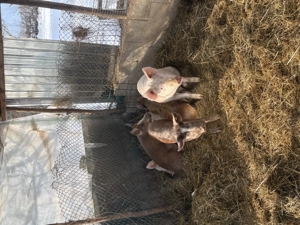 Vând porci de peste 50kg - imagine 3