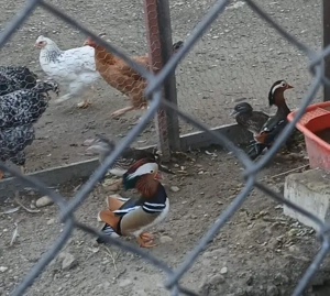 disponibil o perechie de rate mandarine califari fazani tenebros si un mascul de argintiu fazan  - imagine 3