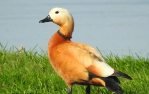 disponibil o perechie de rate mandarine califari fazani tenebros si un mascul de argintiu fazan 