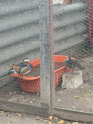 disponibil o perechie de rate mandarine califari fazani tenebros si un mascul de argintiu fazan  - imagine 5