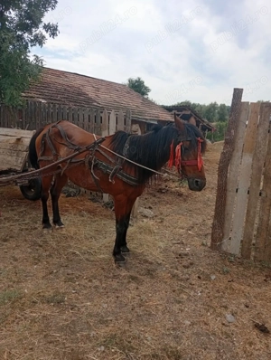 Vând iapa tanara - imagine 2