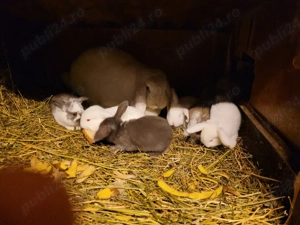 Iepuri berbec german urias sau pitic