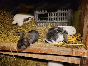 Iepuri berbec german urias sau pitic - imagine 4