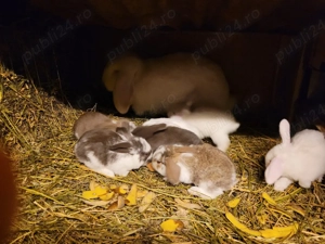 Iepuri berbec german urias sau pitic - imagine 2