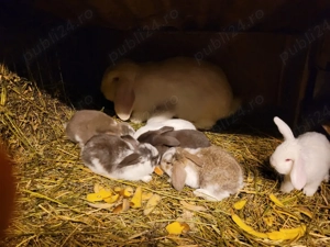 Iepuri berbec german urias sau pitic - imagine 3