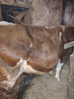 vând  vacă - imagine 2