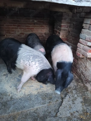 Vieri și scrofițe Bazna și Duroc  - imagine 4