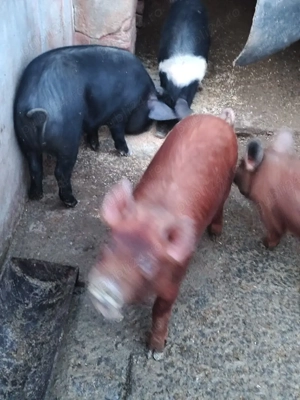 Vieri și scrofițe Bazna și Duroc  - imagine 2