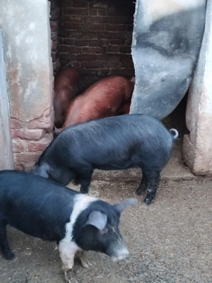 Vieri și scrofițe Bazna și Duroc  - imagine 3