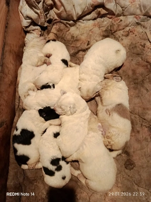 căței Ciobanesc Bucovina 