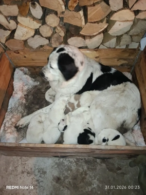 căței Ciobanesc Bucovina  - imagine 3