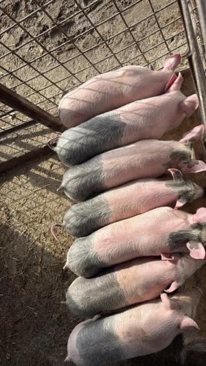 vand purcei  - imagine 2