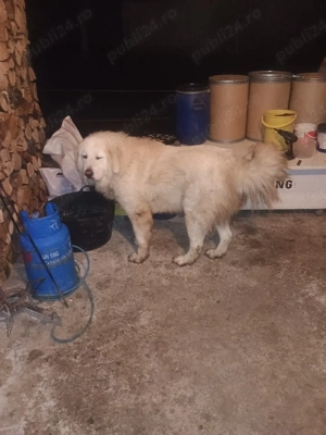 căței Ciobanesc Bucovina  - imagine 5